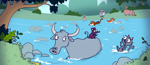 The ox crosses the river with the rat on his back. The cat has been pushed off into the river by the rat.