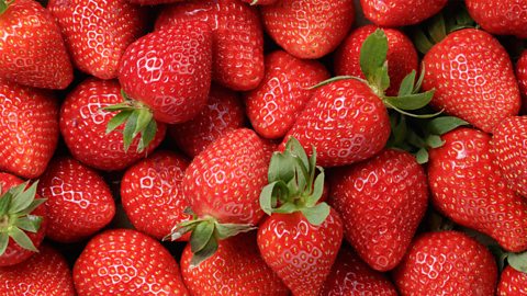 A photo of lots of strawberries.