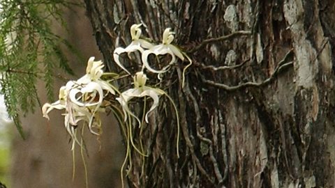 Ghost orchids on a tree branch.