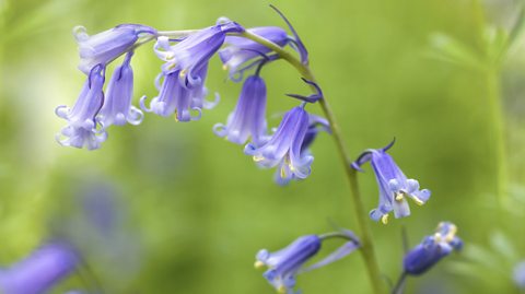 A close up of some bluebells.