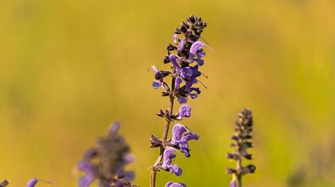 A close up of the meadow clary flower