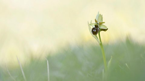 An early spider orchid in a meadow