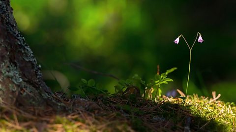 A twinflower on a forest floor