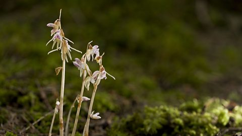 Ghost orchids on a forest floor.