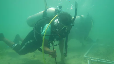 SDMRI When researchers first investigated the seabed around Vaan Island, they found its sea meadows to be in a poor state (Credit: SDMRI)