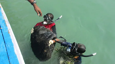 SDMRI The marine biologists brought hefty sacks of fresh seagrass to the surface for transplantation to weaker spots (Credit: SDMRI)