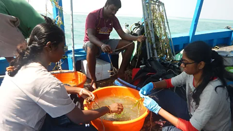 SDMRI The scientists had a short window to sort the delicate seagrass before transplanting it to its new home (Credit: SDMRI)