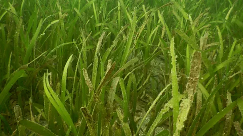 SDMRI The degraded seagrass meadows recovered with the help of the targeted transplant process, and the donor areas replenished their lost stock too (Credit: SDMRI)