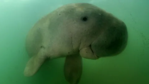 Getty Images When the seagrass is restored, it is hoped that species such as the dugong will thrive again in the Gulf of Mannar, where it is currently under threat (Credit: Getty Images)