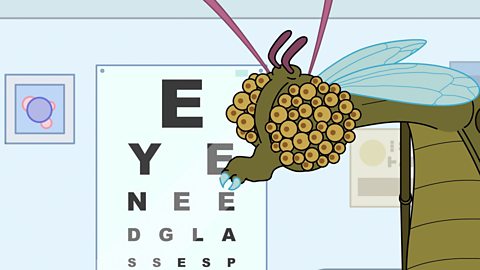 To Paternity and Beyond: Eye, eye