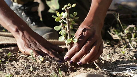 UN Environment Programme Spekboom is a low-maintenance shrub, and doesn't need to be cultivated in a nursery before planting, making it cheap and convenient (Credit: UN Environment Programme)