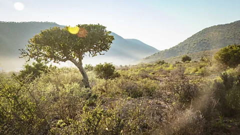 UN Environment Programme Spekboom thicket originally covered an area of southern Africa the size of the island of Cyprus (Credit: UN Environment Programme)