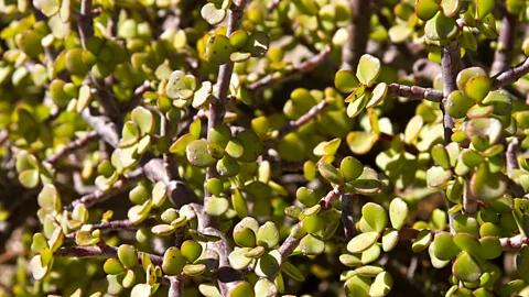 Getty Images Spekboom's small, rounded leaves aid the plant in conserving water (Credit: Getty Images)