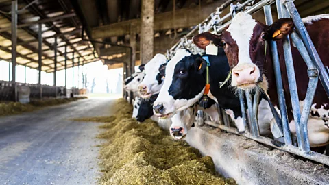 Getty Images Dairy milk can come with a high price in terms of emissions and the land and water it requires (Credit: Getty Images)