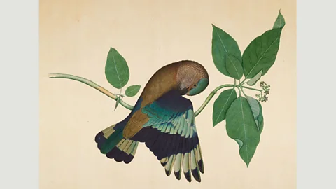 Gift of Elizabeth and Willard Clark. Minneapolis Institute of Art Indian Roller on Sandalwood Branch (1779) by Shaikh Zain ud-Din, who combined the style of English botanical illustration with the Mughal artistic tradition