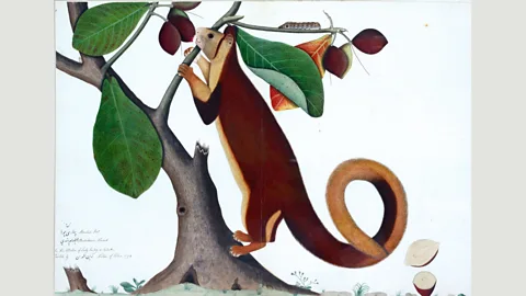 Private collection Malabar Giant Squirrel, Calcutta (1778) by Zain Ud-Din, commissioned by a Company official to catalogue a private menagerie at their home in Calcutta (Credit: Private collection)