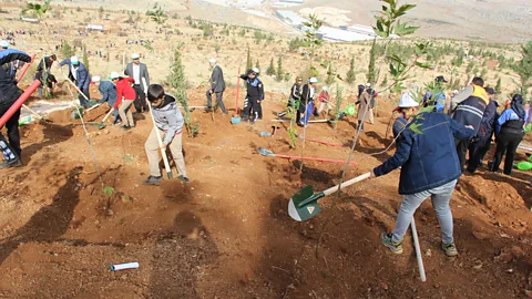 Getty Images Reforestation is one method of offsetting emissions, as it isolates carbon from the atmosphere in new trees and soil (Credit: Getty Images)