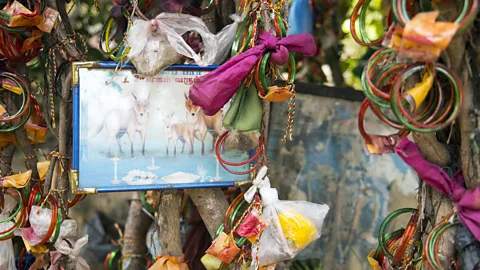 Chris Griffiths Followers of Hinduism, Buddhism and other religions often tie ribbons to the branches of banyans (Credit: Chris Griffiths)