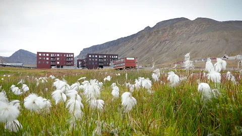 Werner Hoffmann Flowers and native vegetation in front of new housing units, Longyearbyen Svalbard Norway (Credit: Werner Hoffmann)