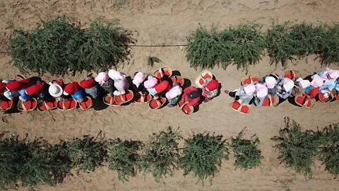 Xinhua/Alamy Ningxia farmers still harvest goji berries in the same way they have done throughout history (Credit: Xinhua/Alamy)