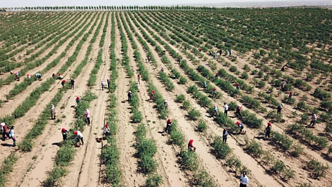 Xinhua/Alamy Farmhands crouch in front of waist-high bushes laden with tomato-coloured goji berries (Credit: Xinhua/Alamy)