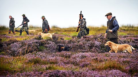 Grouse shooting