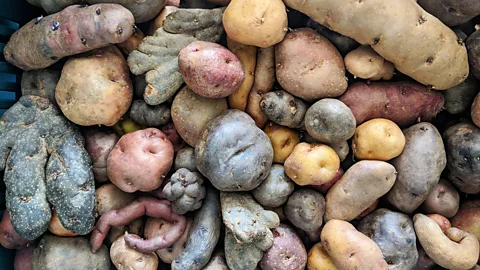Diego Arguedas Ortiz The 151 known species of wild potatoes are the ancestors of today’s potatoes (Credit: Diego Arguedas Ortiz)