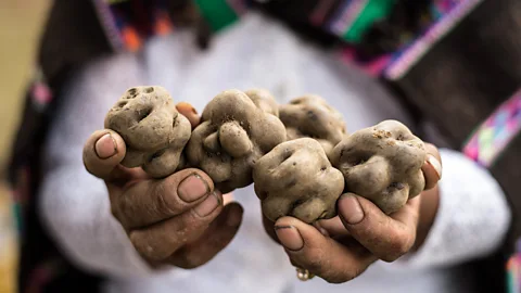 Ernesto Benavides/Getty Images The potato was domesticated in the South American Andes some 8,000 years ago (Credit: Ernesto Benavides/Getty Images)