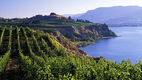 laughingmango/Getty Images According to the Okanagan Valley’s original inhabitants, the Okanagan/syilx, the spirit of ̓x̌ax̌aitkʷ watches over the lake (Credit: laughingmango/Getty Images)