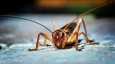 Getty Images Chippin's Haley Russell says crickets contain all 10 essential amino acids dogs need (Credit: Getty Images)