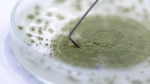 Getty Images Wild Earth's dog food includes fungi such as koji, which helps give it a meaty taste (Credit: Getty Images)