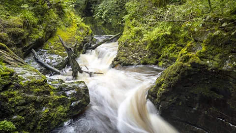Chris Griffiths Welsh legends tell of a forest that was once part of an ancient kingdom called Cantre'r Gwaelod (Credit: Chris Griffiths)