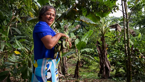 Kimberley Brown Elsa Maria Rios Jumbo grows a host of crops, including guavas, on her one-hectare area outside of Lago Agrio (Credit: Kimberley Brown)