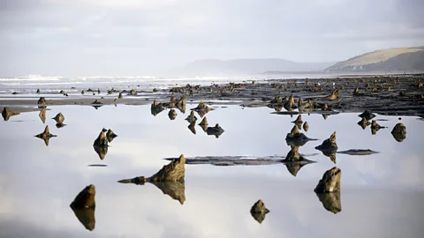 Chris Griffiths After Storm Hannah, the sea now reveals hundreds of eerie-looking stumps that appear like jagged jaws at low tide (Credit: Chris Griffiths)