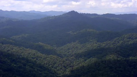ORLANDO SIERRA/AFP/Getty Images The rainforest largely untouched by humans (Credit: ORLANDO SIERRA/AFP/Getty Images)