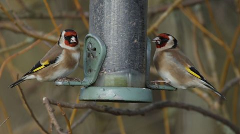 Two birds perched on a bird feeder.