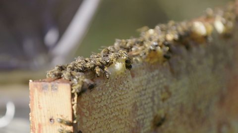 A close-up of some bees making honey.