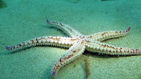 A starfish