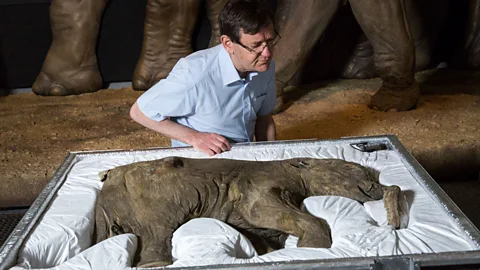 Getty Images Adrian Lister examines Lyuba, the world's most complete mammoth, after her arrival at the Natural History Museum, London (Credit: Getty Images)