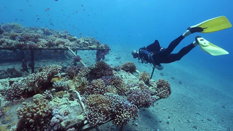 Getty Images If the Red Sea corals are resilient, they could be used to rehabilitate other reefs (Credit: Getty Images)