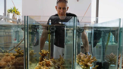 Real estate' for corals: Swiss organisation builds artificial reefs with  art, tech