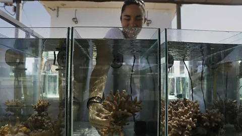 Getty Images Researchers like Jessica Bellworthy can do many of their experiments on the corals remotely, but some of them require getting their hands wet (Credit: Getty Images)