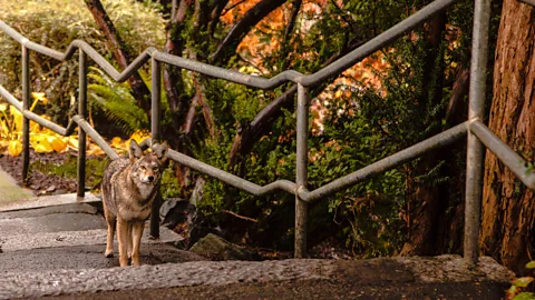 Getty Images Research suggests urban coyotes are bolder than their rural cousins, because curiosity in such settings is often rewarded (Credit: Getty Images)