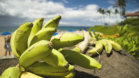 MarkBuxton/Getty Images Bananas are abundant on Hawaii’s island of Maui (Credit: MarkBuxton/Getty Images)