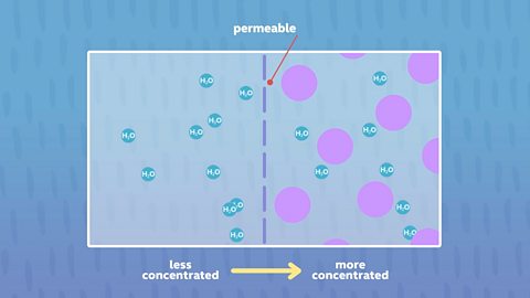 Investigate osmosis in plant tissue