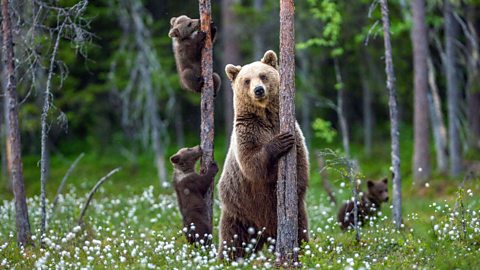 A bear in a forest hugging a tree surrounded by its cubs.