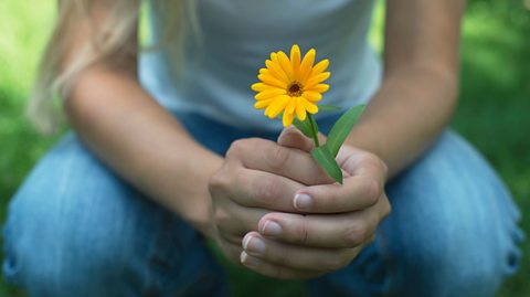 Lockdown gardening: The easiest flowers to grow