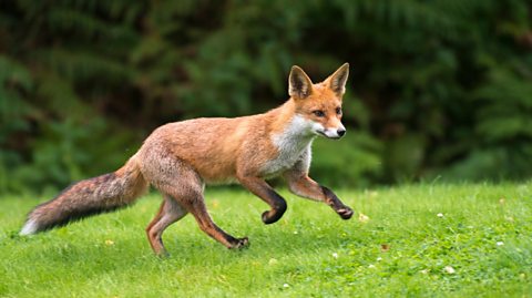 Urban wildlife to spot during lockdown