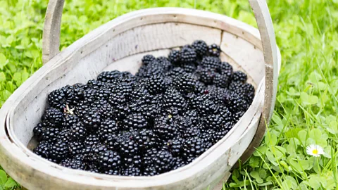 Mypurgatoryyears/Getty Images Author Jessica Vincent: "The earliest memory I have of foraging is picking wild blackberries with my grandmother" (Credit: Mypurgatoryyears/Getty Images)
