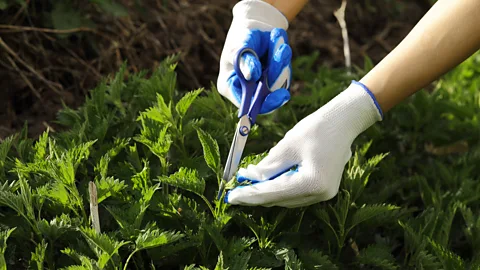 SergiyMolchenko/Getty Images Stinging nettle leaves are armed with needle-sharp hairs (Credit: SergiyMolchenko/Getty Images)
